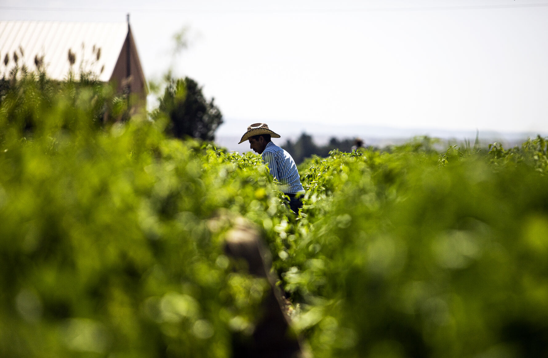 091621_ChileFarmer05-rgb.jpg